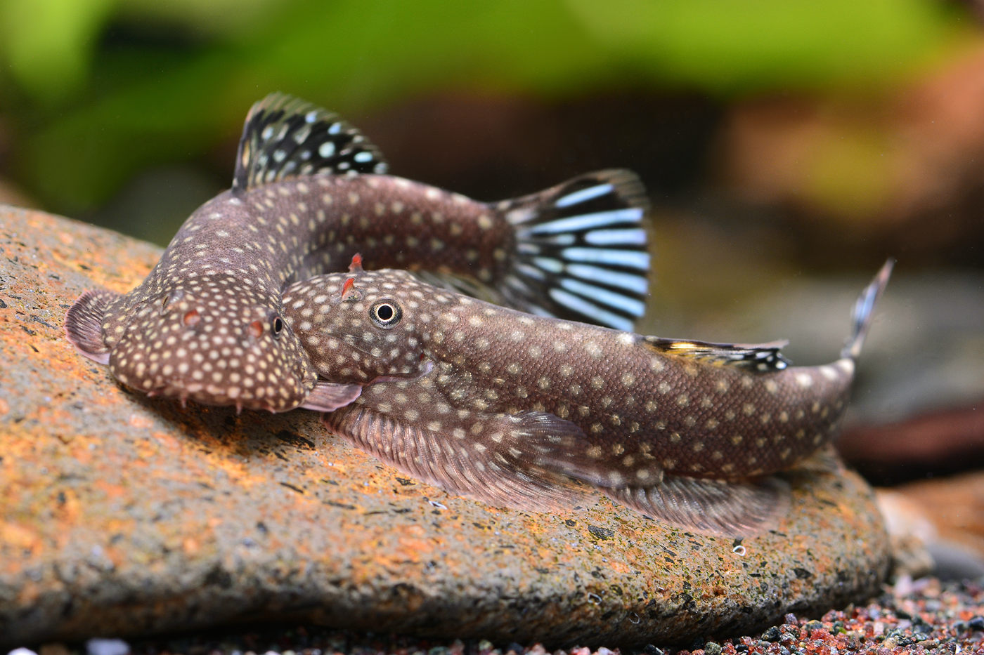 來自婆羅洲的提琴鼠-腹吸鰍 - FISHBOOK